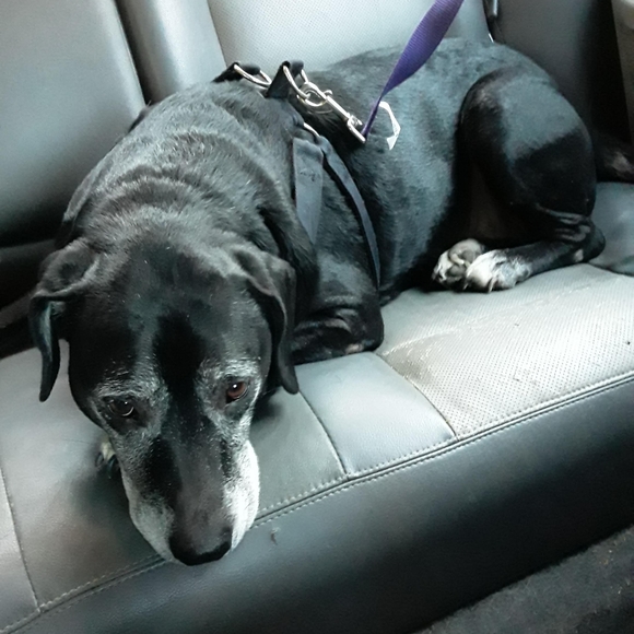 Meet your Posher, Carol - Picture 11 of 16